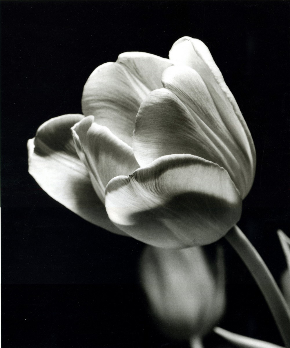 Фреска Фарфоровый тюльпан